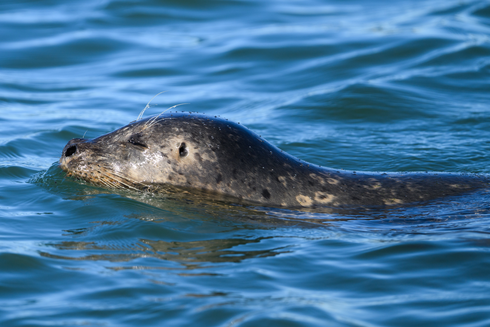 Close-up of a Harbor Seal swimming in the water at Elkhorn Slough in winter