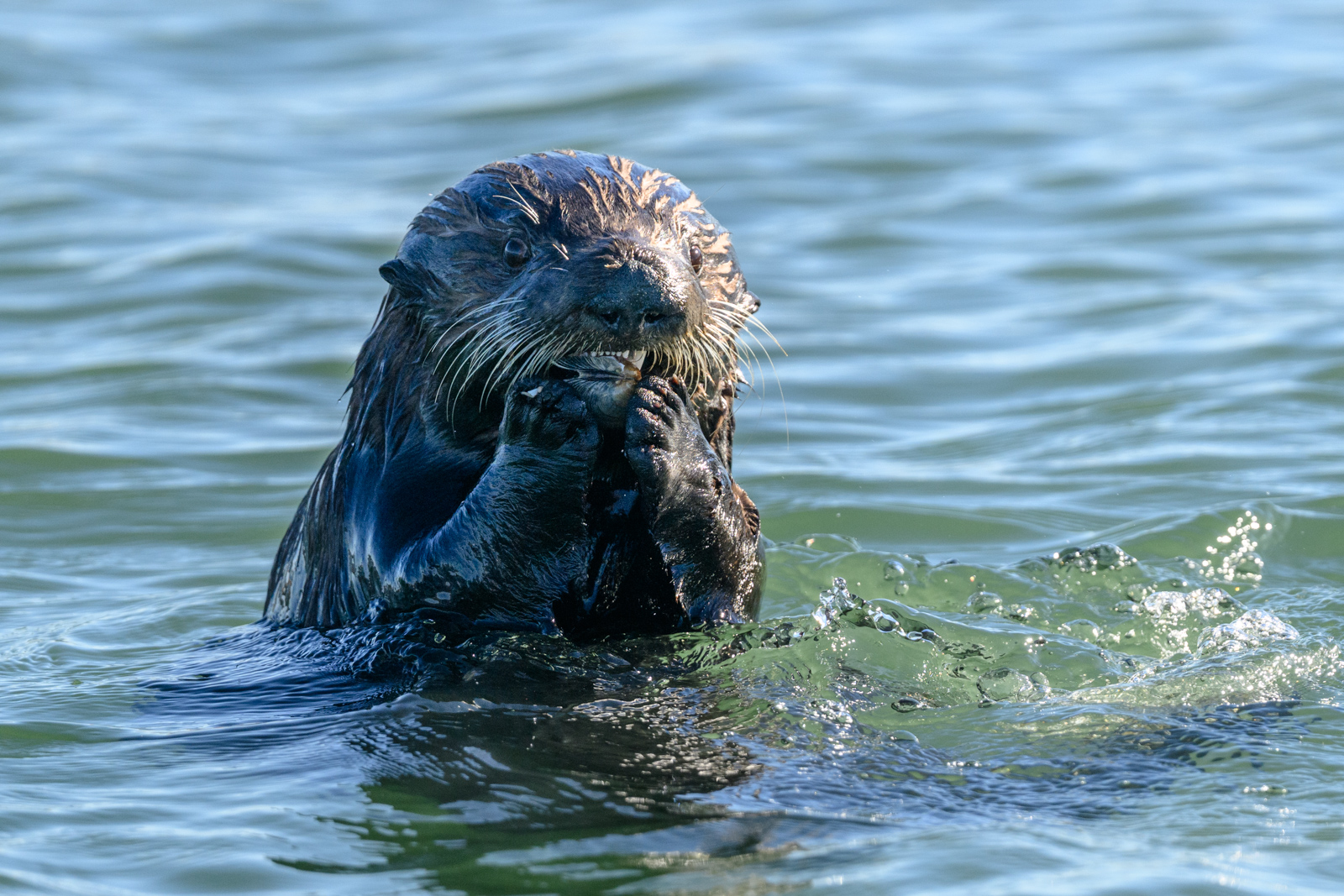 Sea otter chewing a shell while floating on the water at Elkhorn Slough in winter