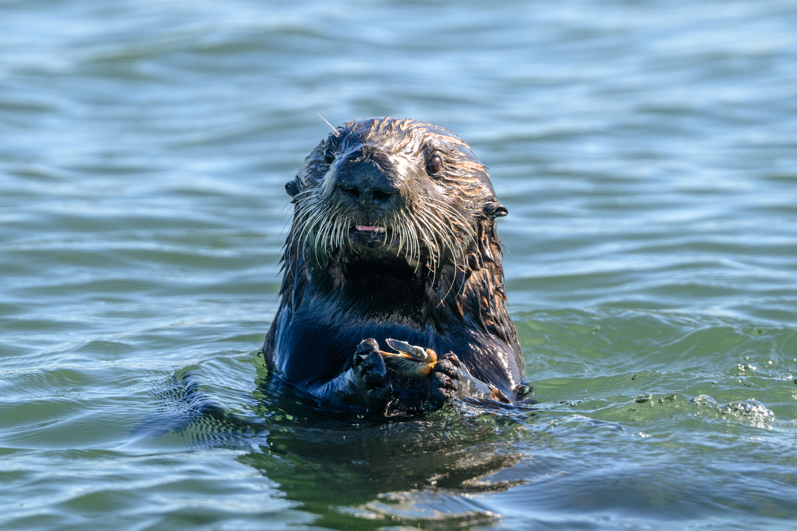 Sea otter surfacing from the water holding a shell at Elkhorn Slough in winter
