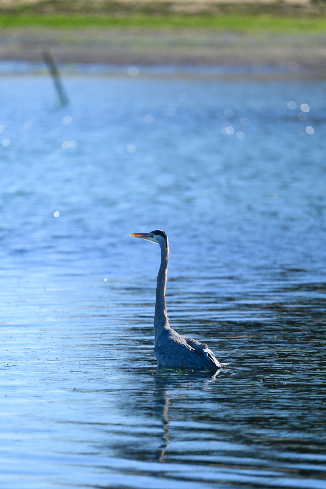 Waterside landscape with a Great Blue Heron standing at Elkhorn Slough in winter
