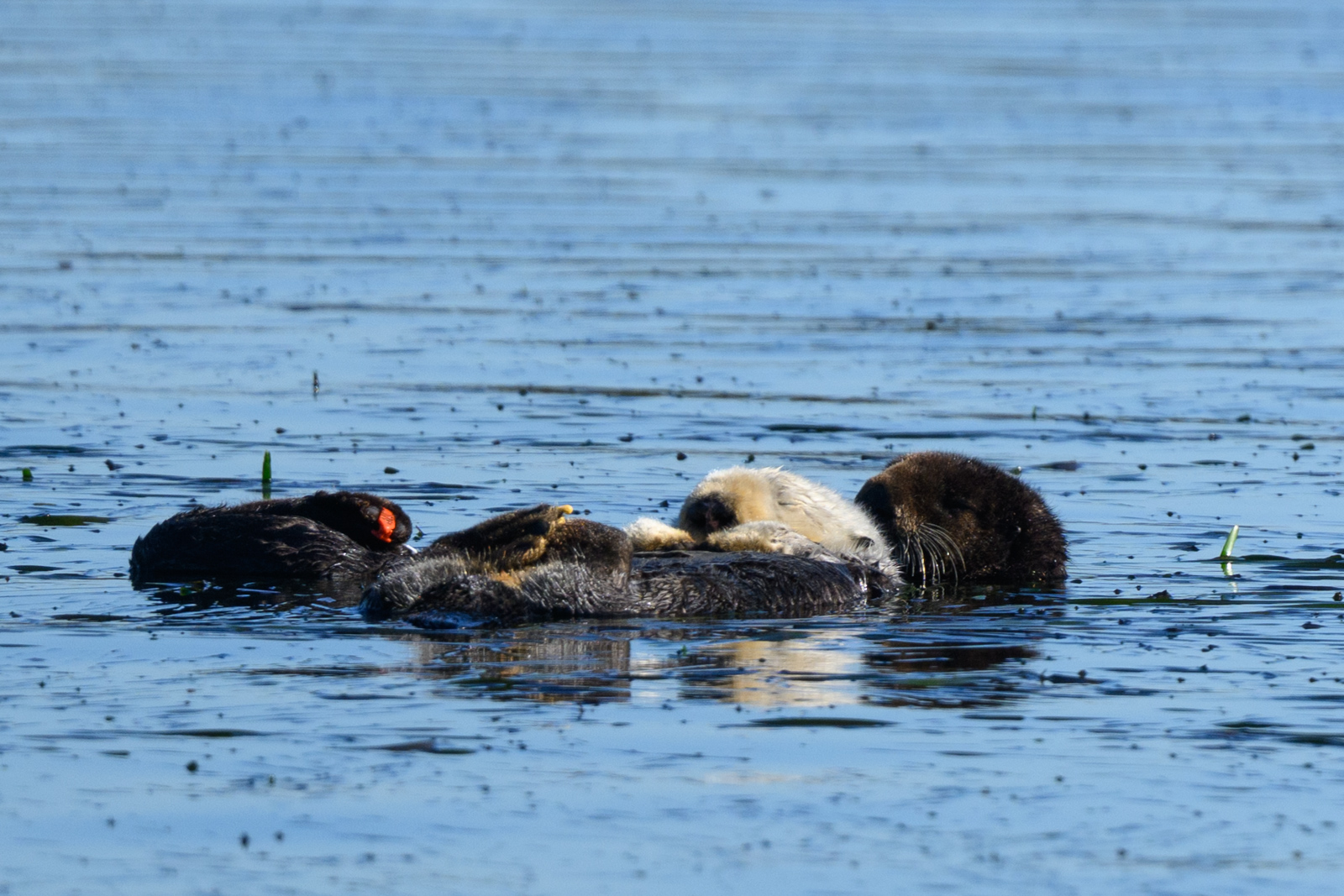 Sea otter mother and pup floating on the water at Elkhorn Slough in winter