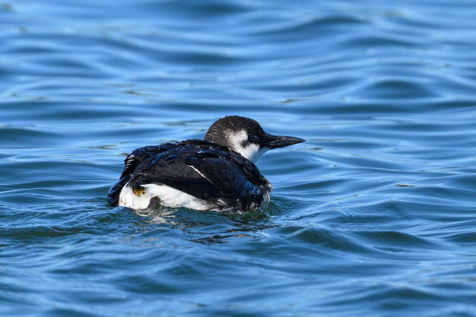 Marbled Murrelet floating on the water surface at Elkhorn Slough in winter