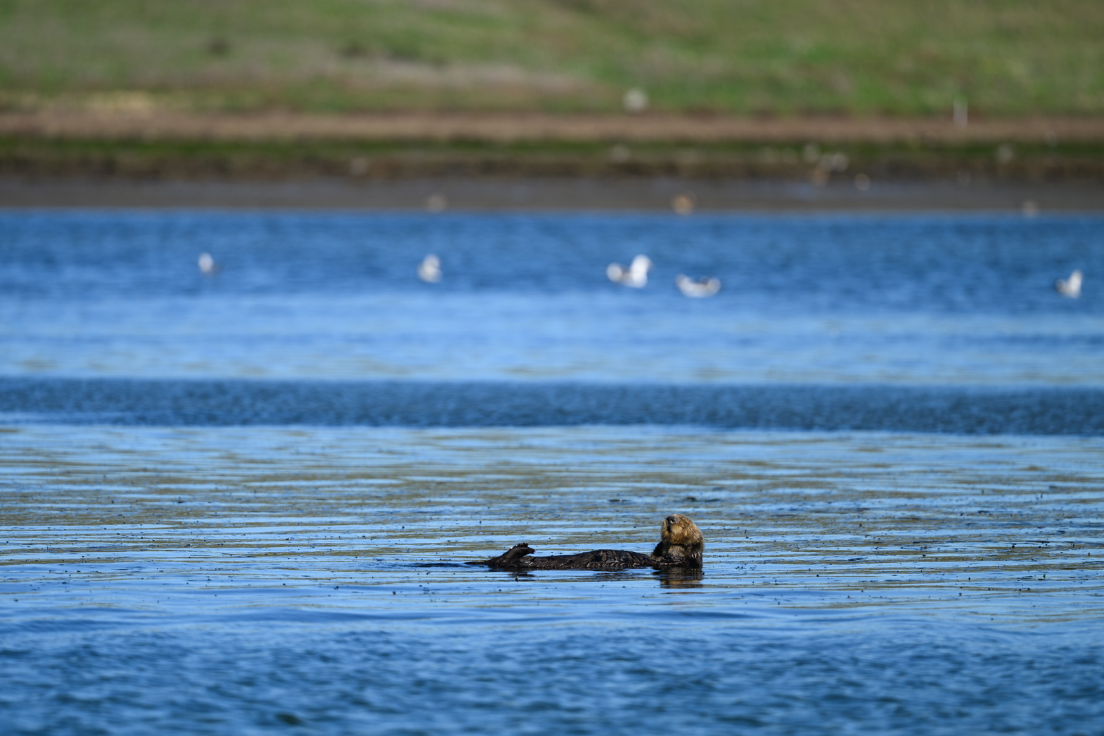 Distant view of a sea otter floating on the water at Elkhorn Slough in winter