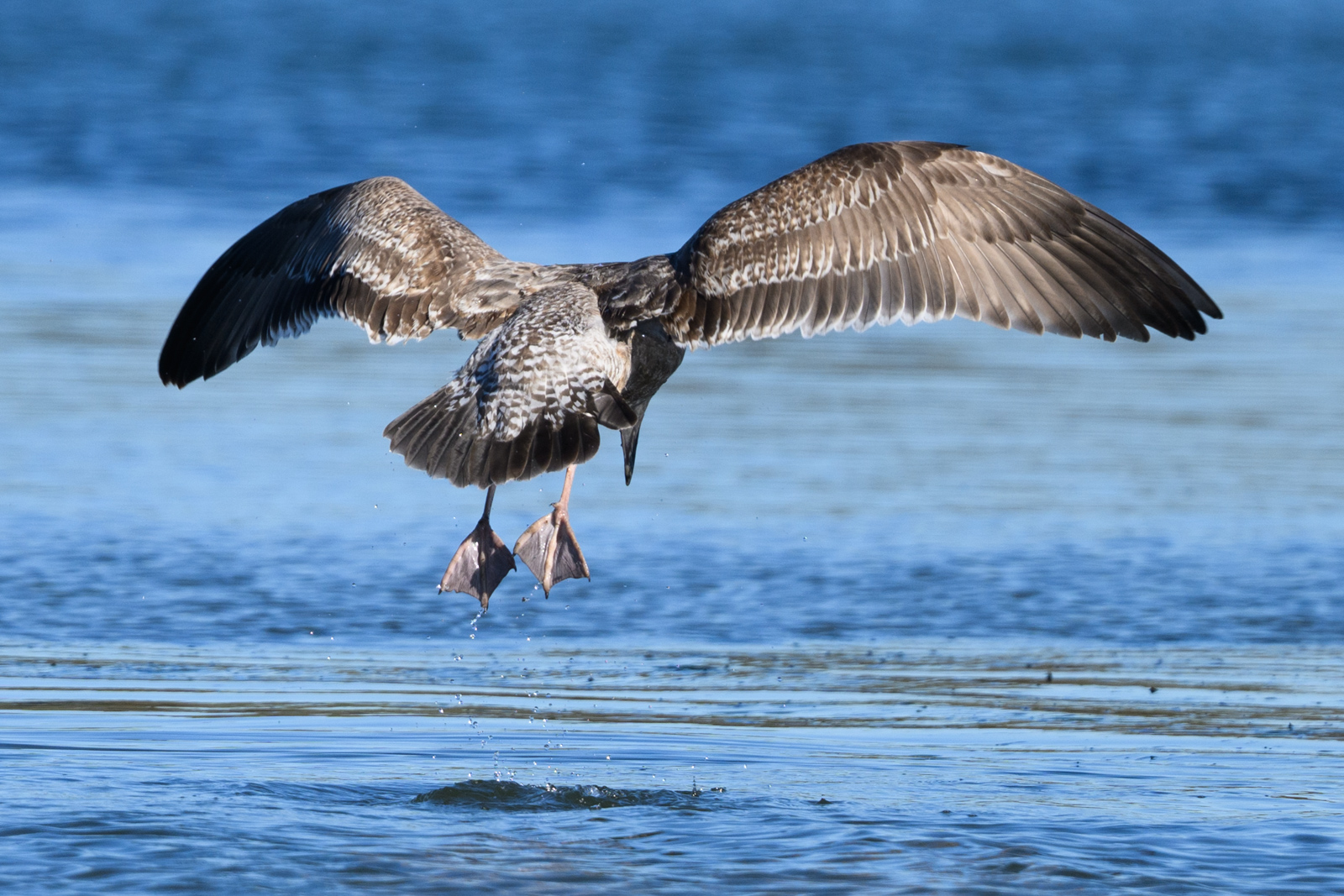 Juvenile Western Gull about to dive into the water at Elkhorn Slough in winter