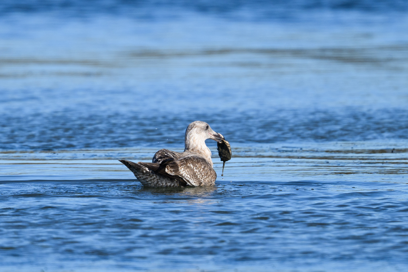 Juvenile Western Gull holding a shell in its bill at Elkhorn Slough in winter