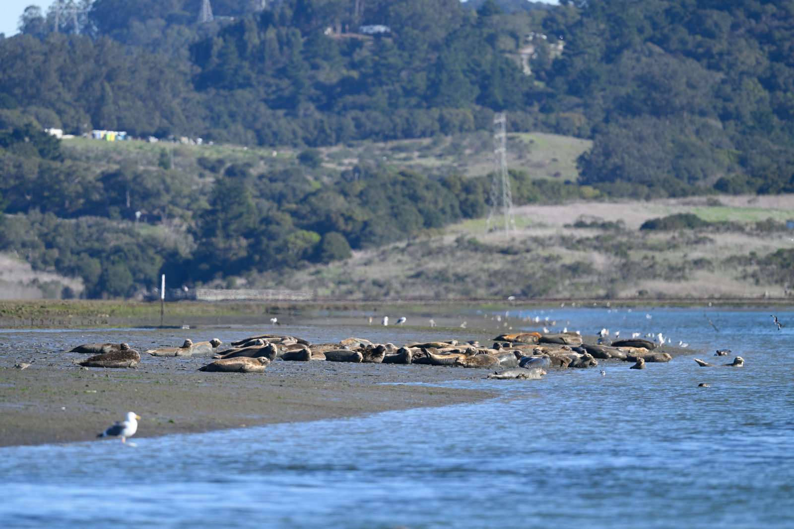 Distant view of a large group of Harbor Seals gathered along the shoreline at Elkhorn Slough in winter