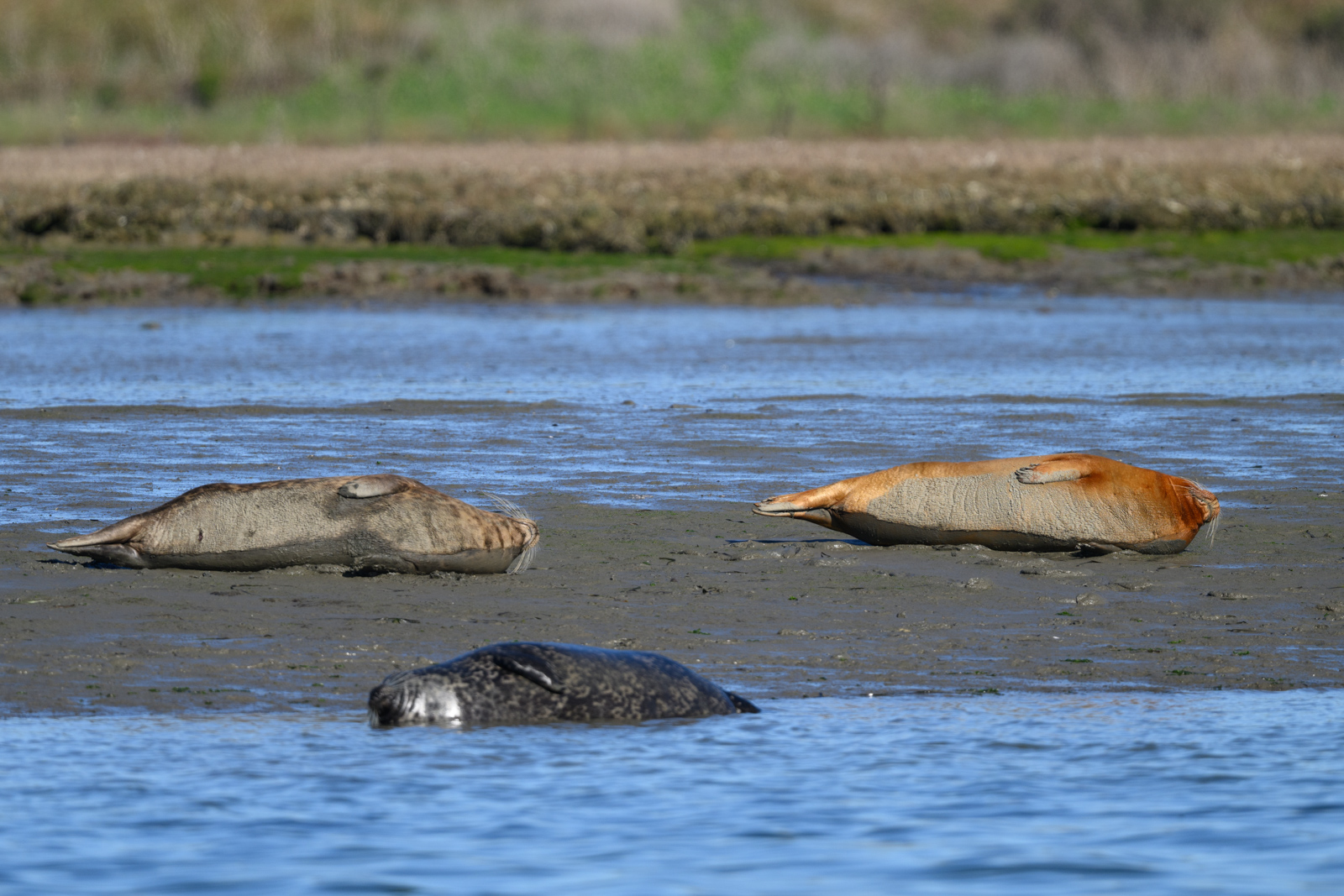 Group of Harbor Seals lying on a sandbar at Elkhorn Slough in winter