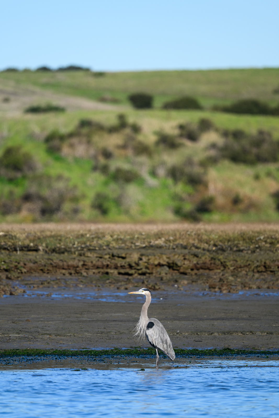 Waterside with a Great Blue Heron and rolling hills in the background at Elkhorn Slough in winter