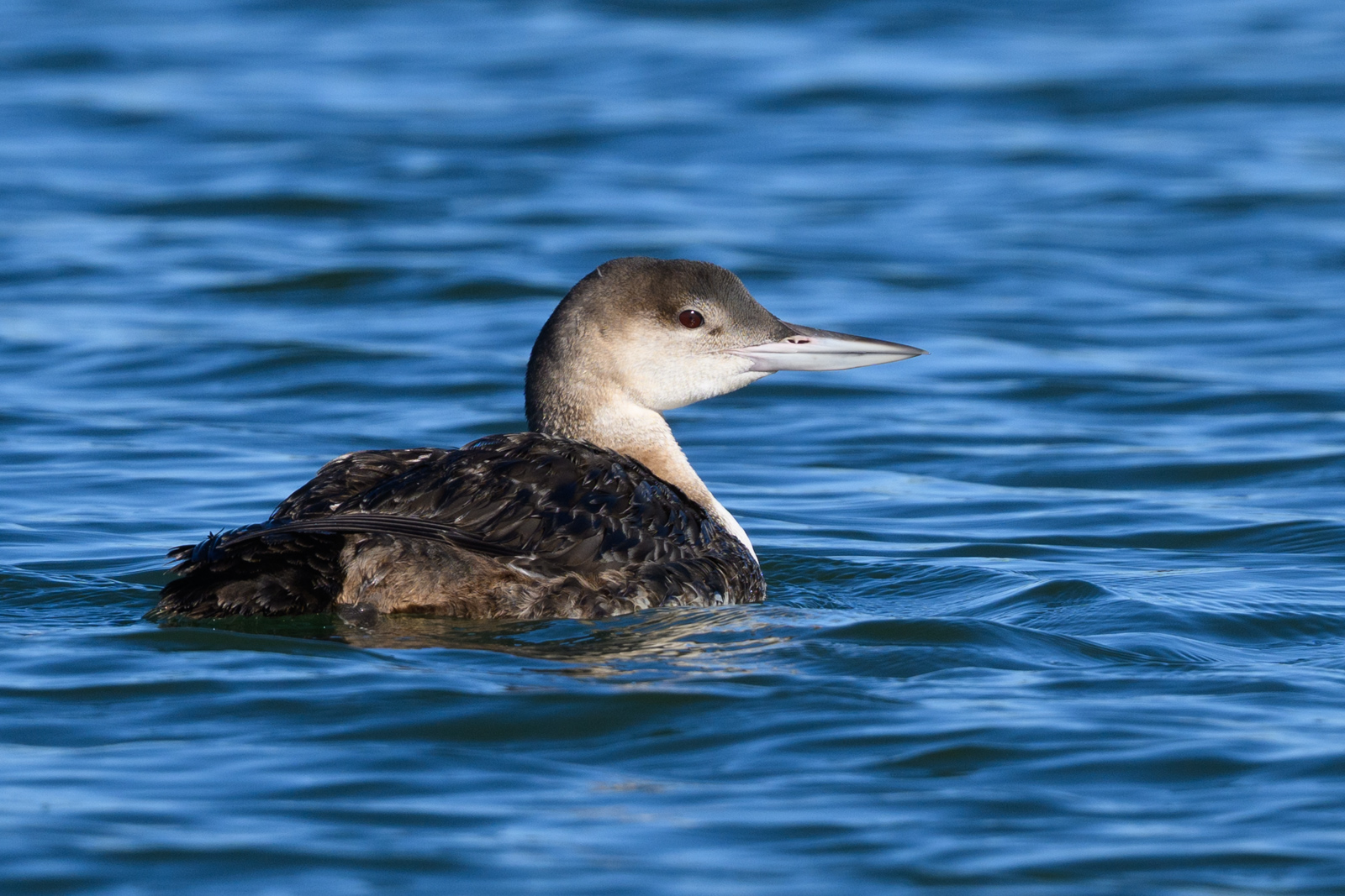 Female Common Loon floating on the water at Elkhorn Slough in winter