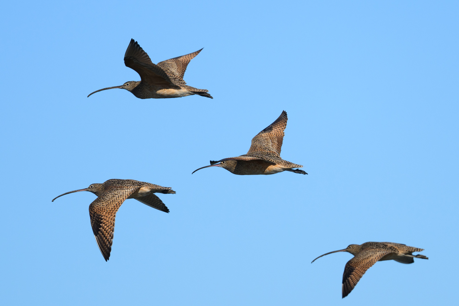 Group of Long-billed Curlews flying against a blue sky at Elkhorn Slough in winter