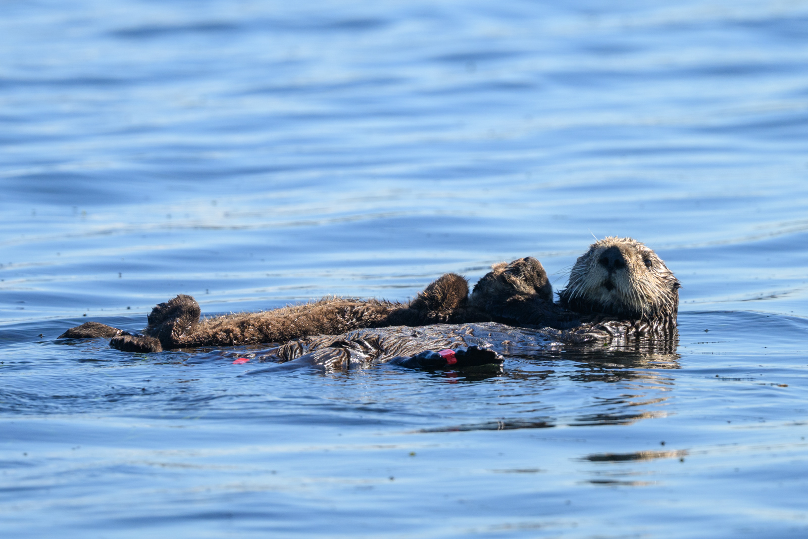 Sea otter holding its pup while floating on the water at Elkhorn Slough in winter