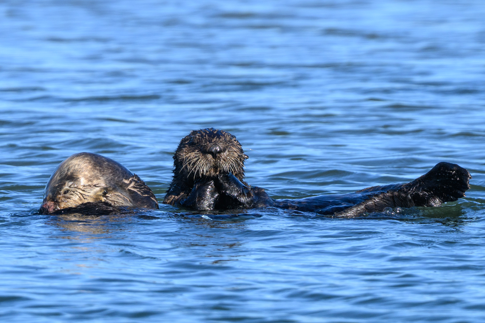 Sea otter mother and pup floating on the water at Elkhorn Slough in winter