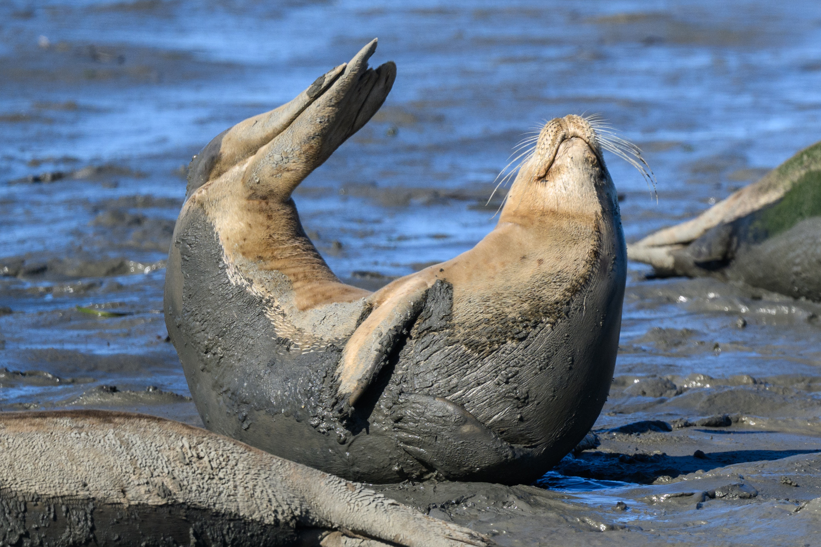 Harbor Seal arching its body while resting on mud at Elkhorn Slough in winter