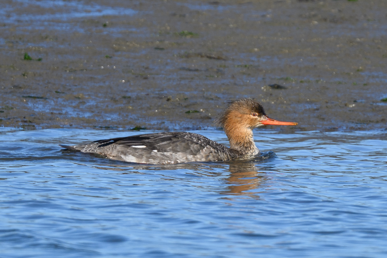Red-breasted Merganser swimming on the water at Elkhorn Slough in winter