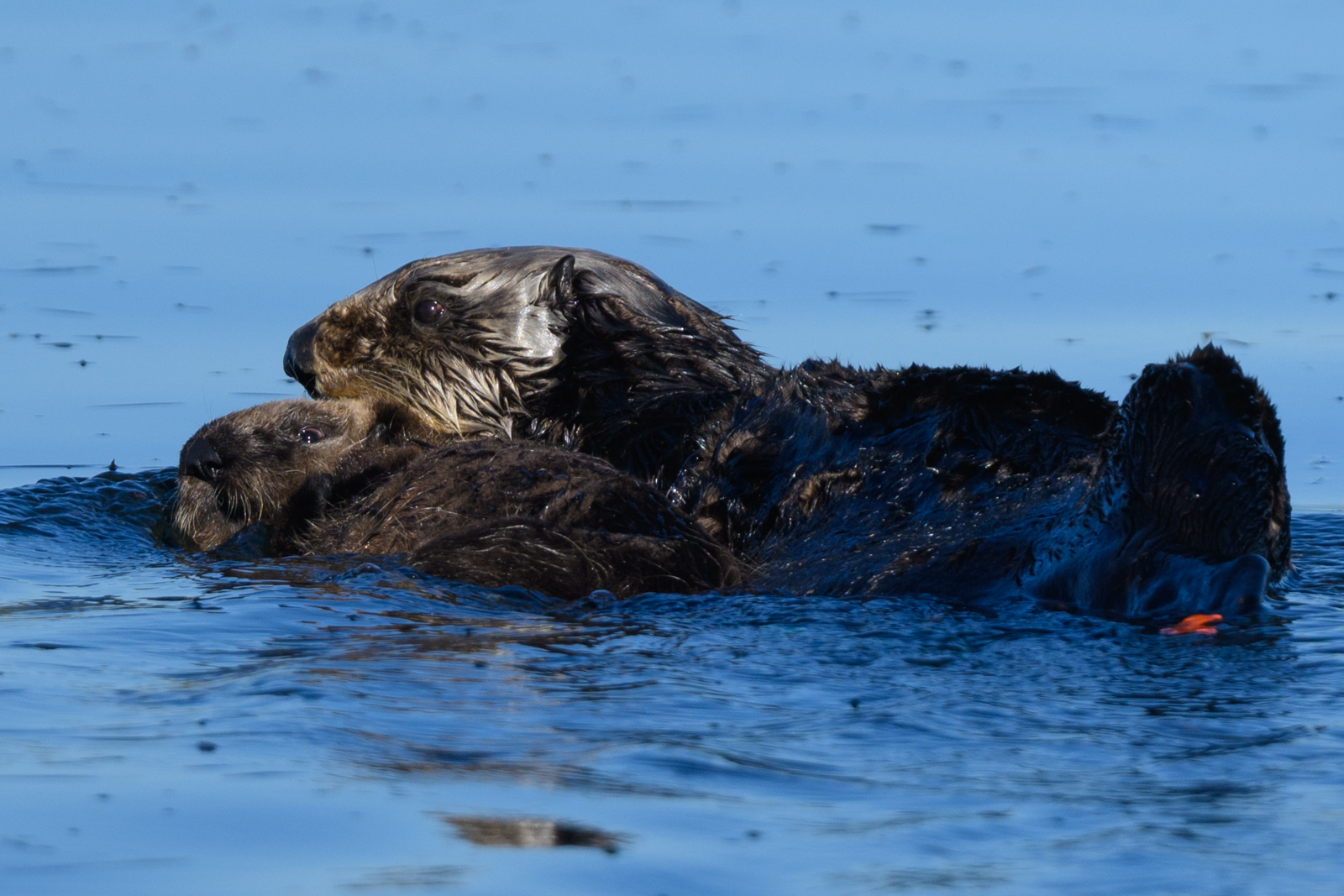 Sea otter mother and pup floating on the water at Elkhorn Slough in winter
