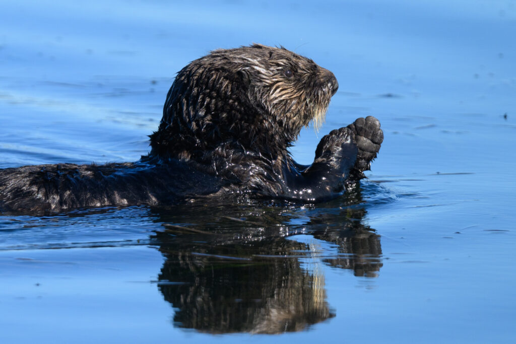 Sea otter swimming on the water surface at Elkhorn Slough in winter