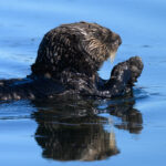 Sea otter swimming on the water surface at Elkhorn Slough in winter
