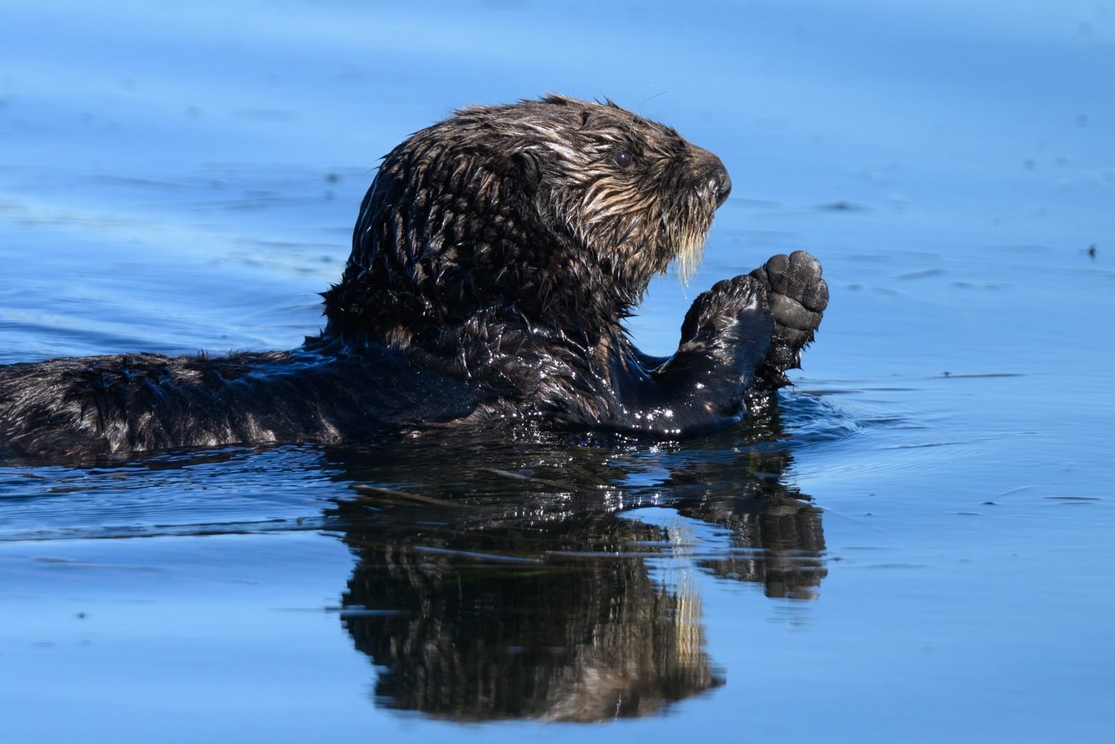 Sea otter swimming on the water surface at Elkhorn Slough in winter