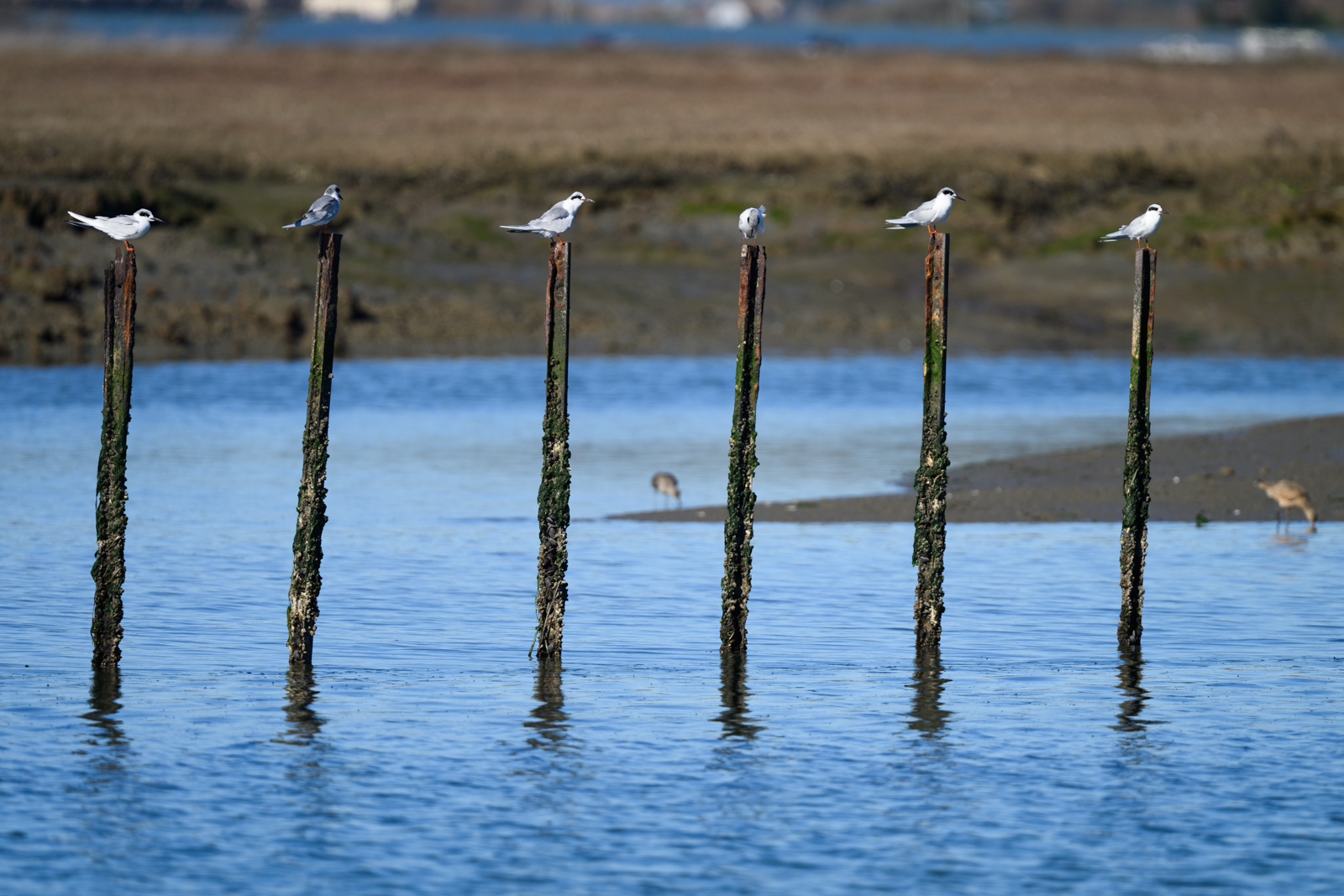 Forster’s Terns perched on wooden pilings standing in the water at Elkhorn Slough in winter