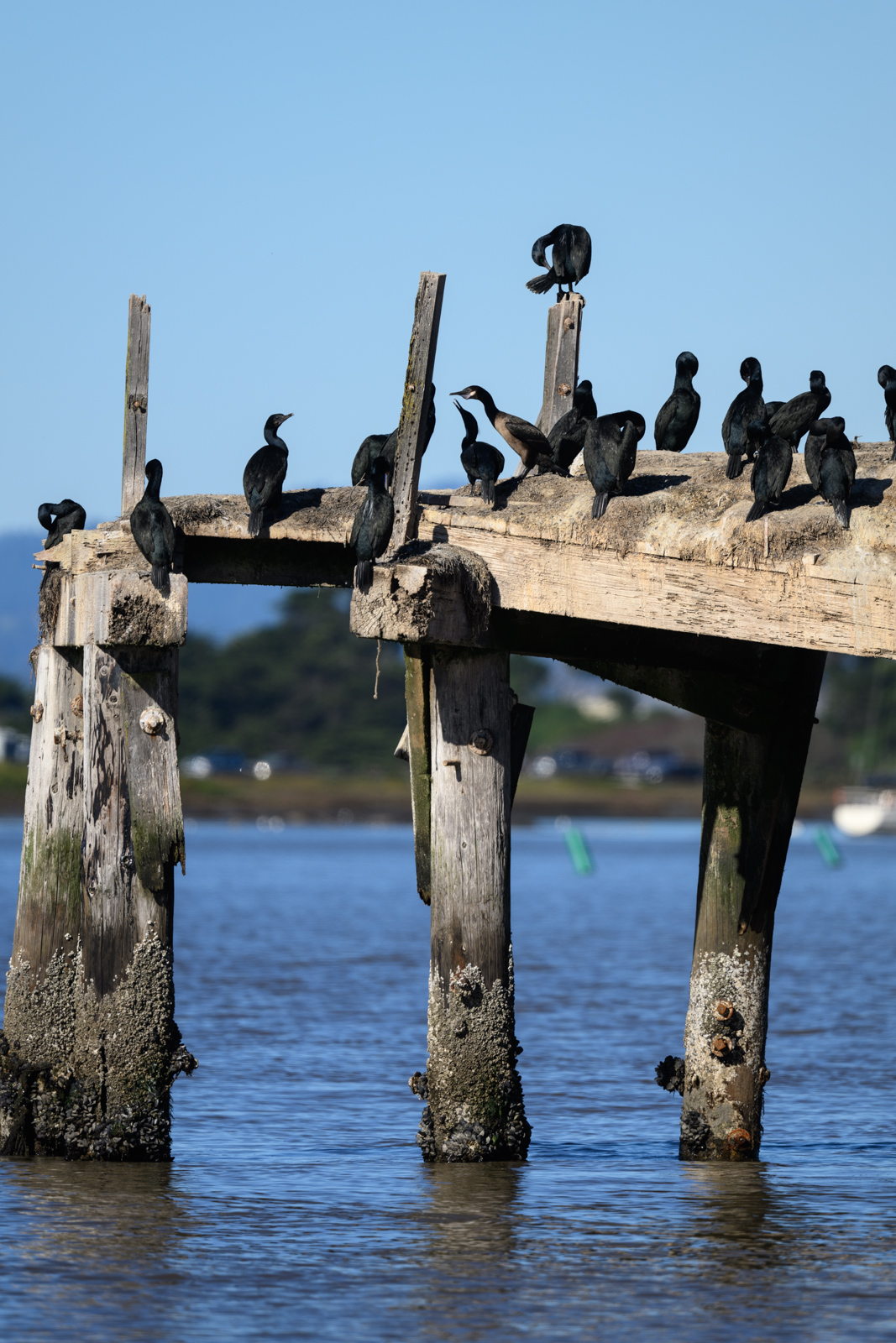 Brandt’s Cormorants gathered on a pier at Elkhorn Slough in winter