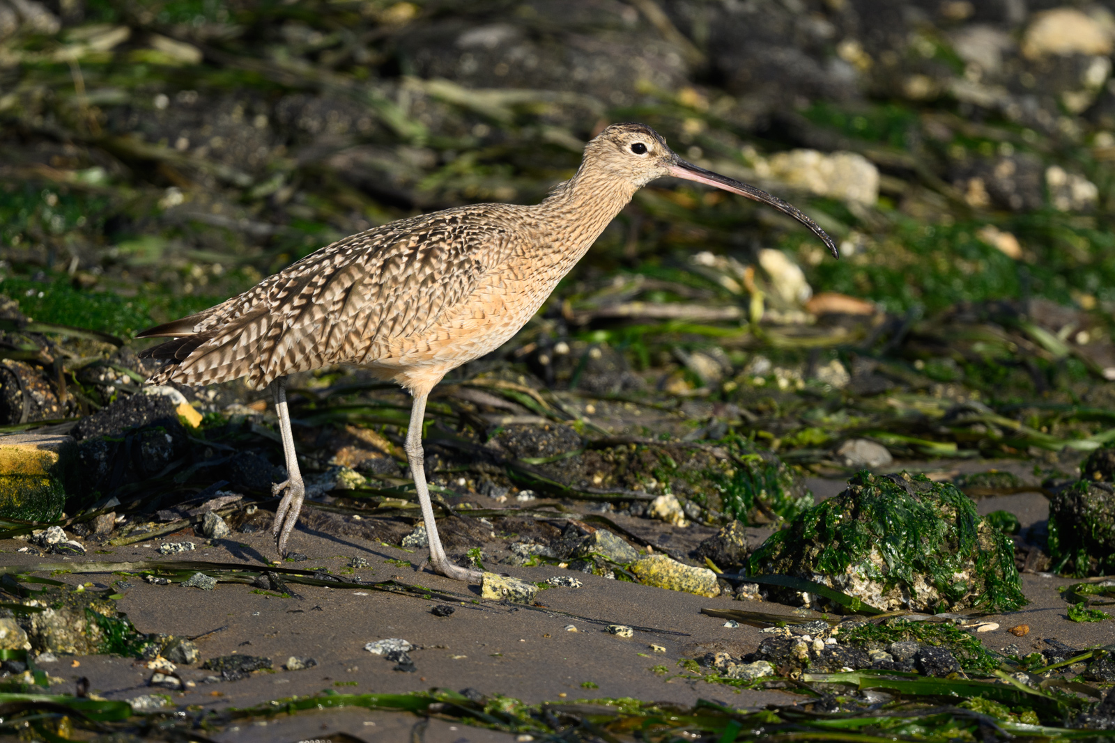 Whimbrel walking along the shore, winter, Elkhorn Slough