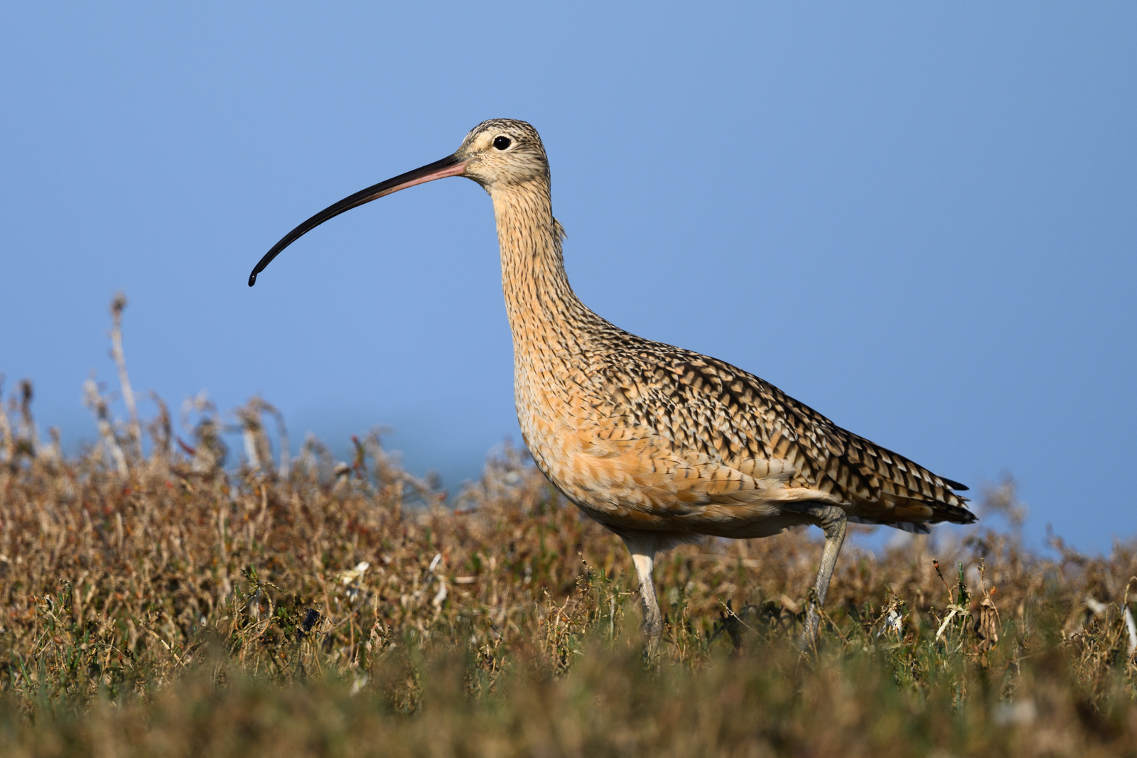Long-billed Curlew standing in the grassland, winter, Elkhorn Slough