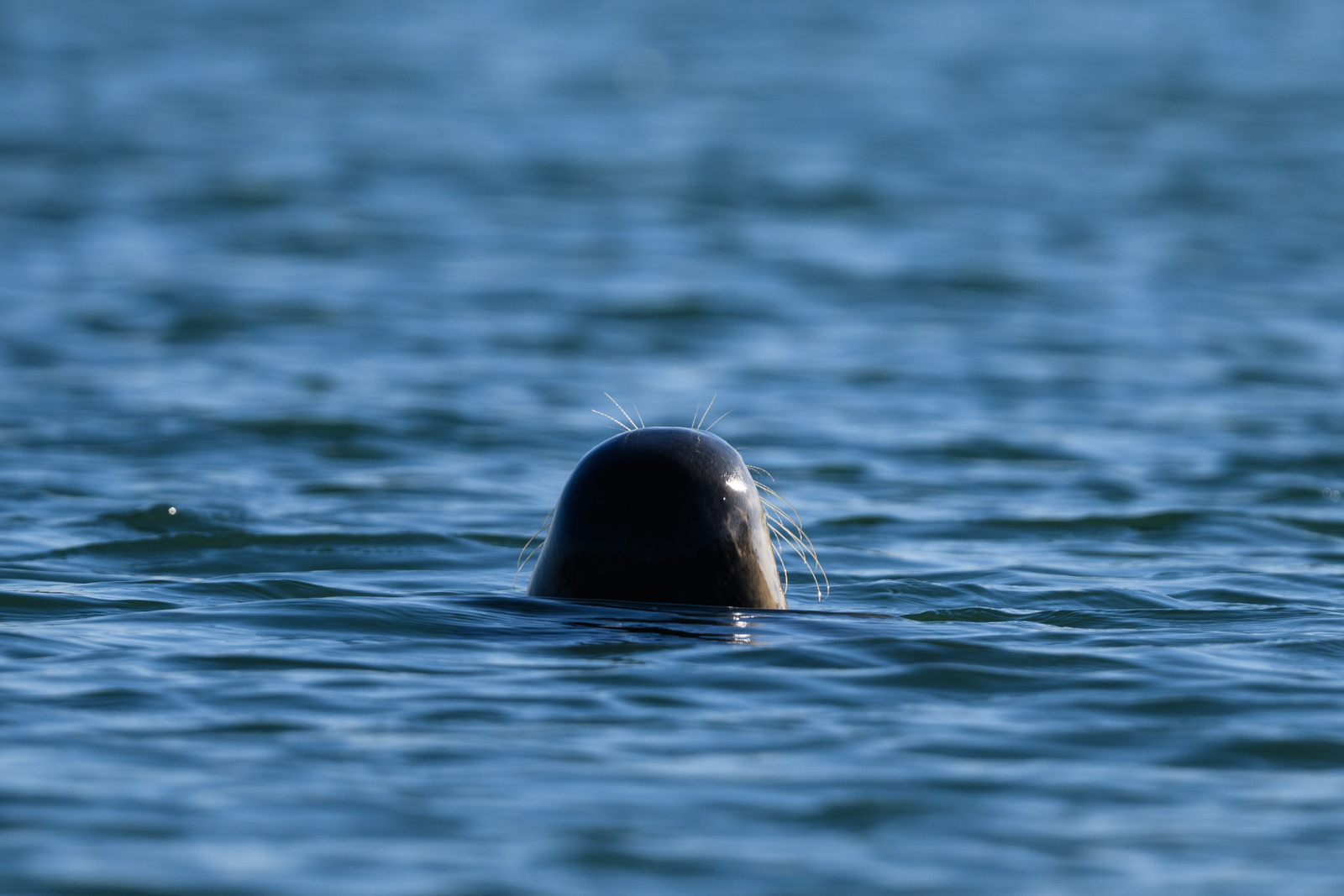 Back of a Harbor Seal’s head above the water, winter, Elkhorn Slough