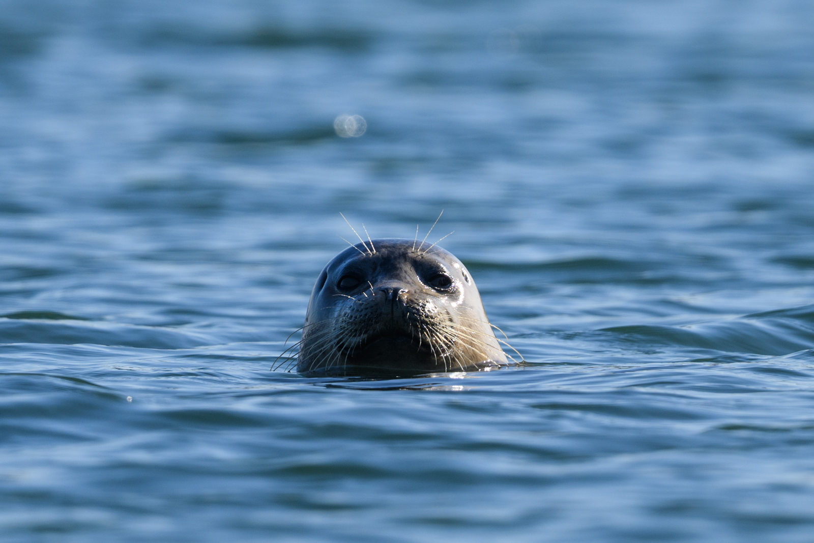 Harbor Seal peeking just its face above the water, winter, Elkhorn Slough