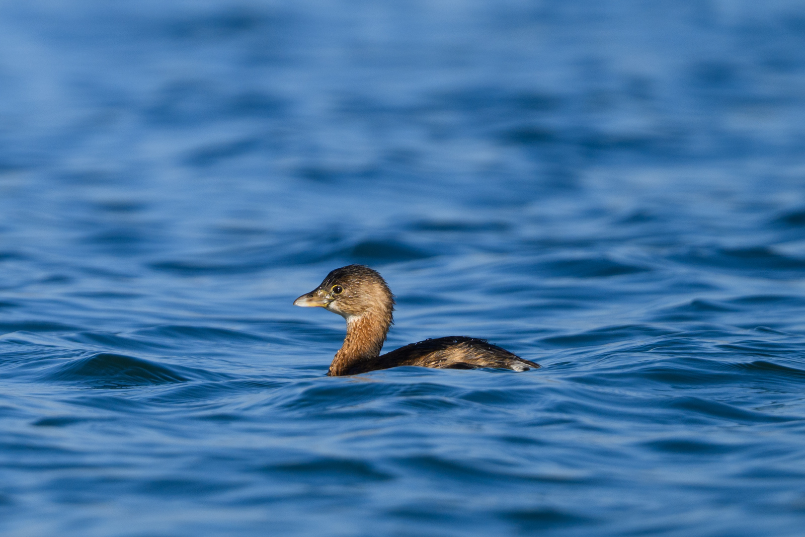 Pied-billed Grebe, winter, Elkhorn Slough
