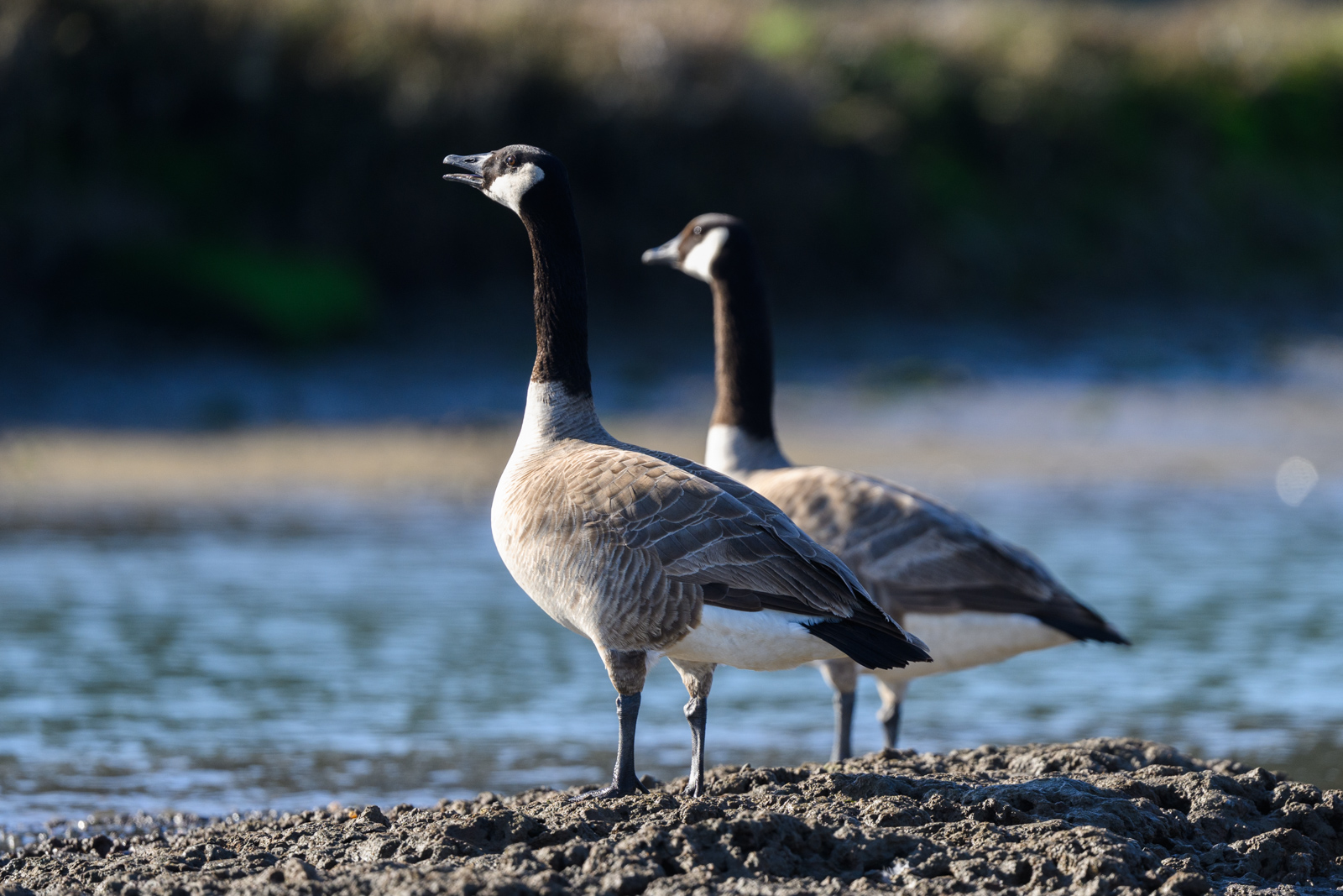 Two Canada Geese standing side by side, winter, Elkhorn Slough