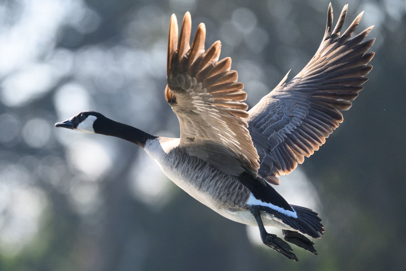 Close-up of a Canada Goose in flight, winter, Elkhorn Slough