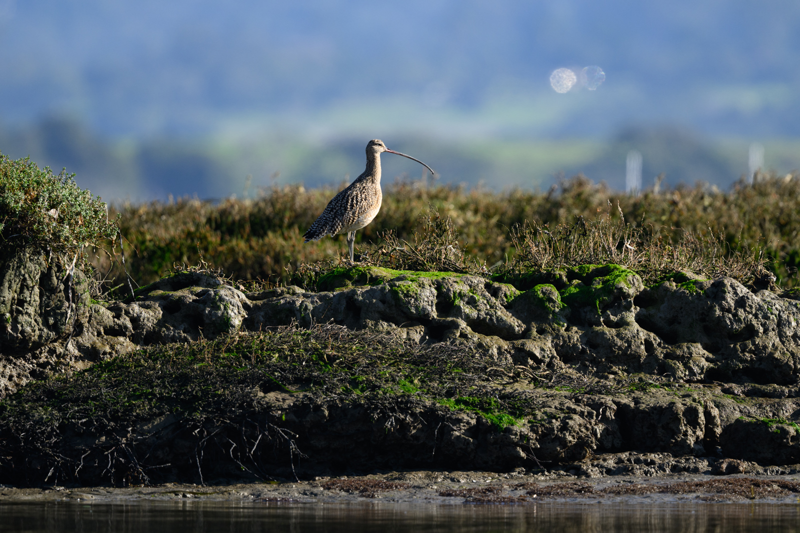 Long-billed Curlew standing along the wetland shoreline, winter, Elkhorn Slough