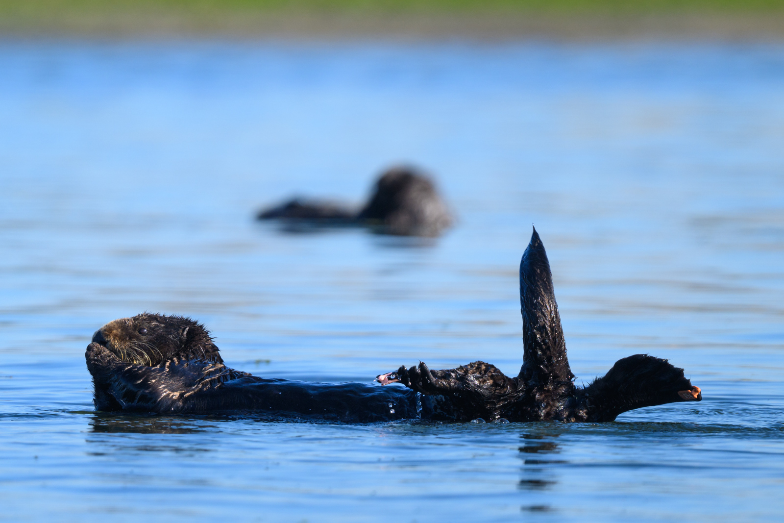 Sea otter raising its tail above the water, winter, Elkhorn Slough