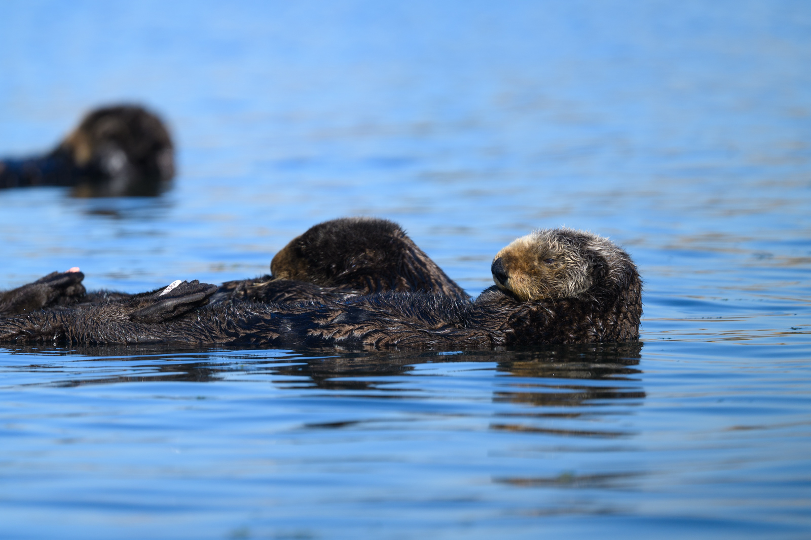 Sea otter floating on the water, winter, Elkhorn Slough