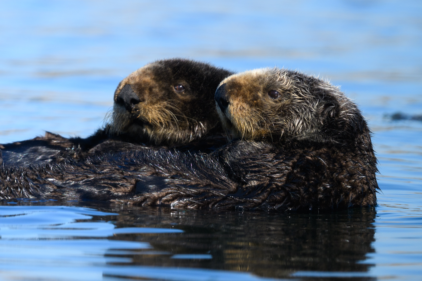 Close-up of two sea otters floating side by side on the water, winter, Elkhorn Slough