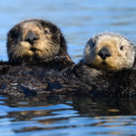Close-up of two sea otters looking toward the camera, winter, Elkhorn Slough