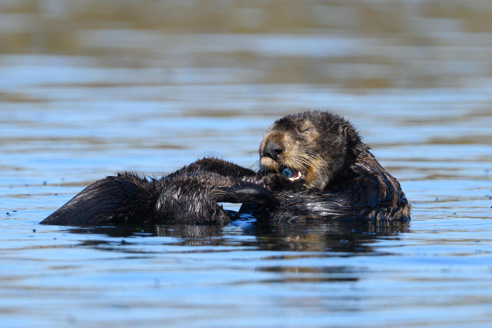 Sea otter chewing on its flipper tag, winter, Elkhorn Slough