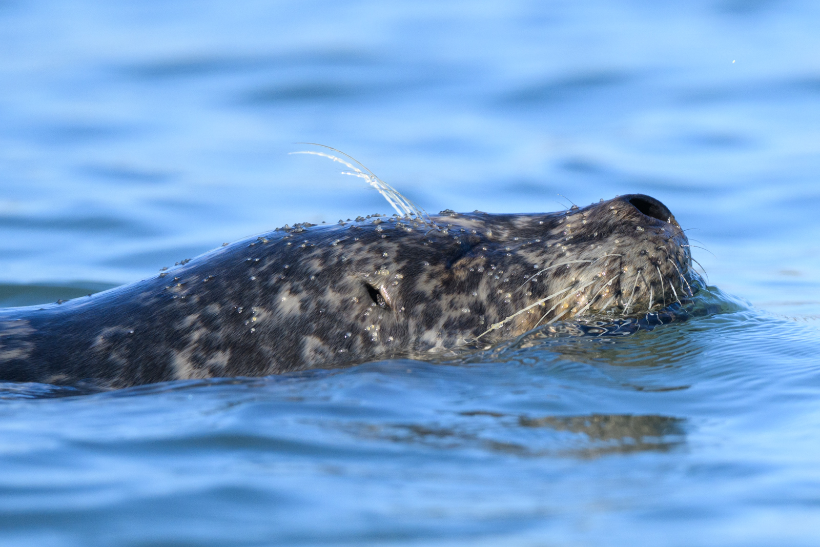 Close-up of a Harbor Seal swimming with its head above the water, winter, Elkhorn Slough