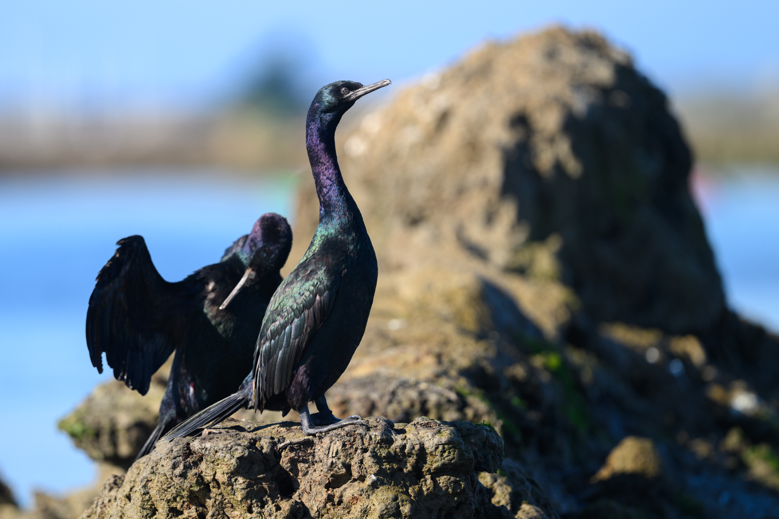 Two Pelagic Cormorants standing on the shore, winter, Elkhorn Slough