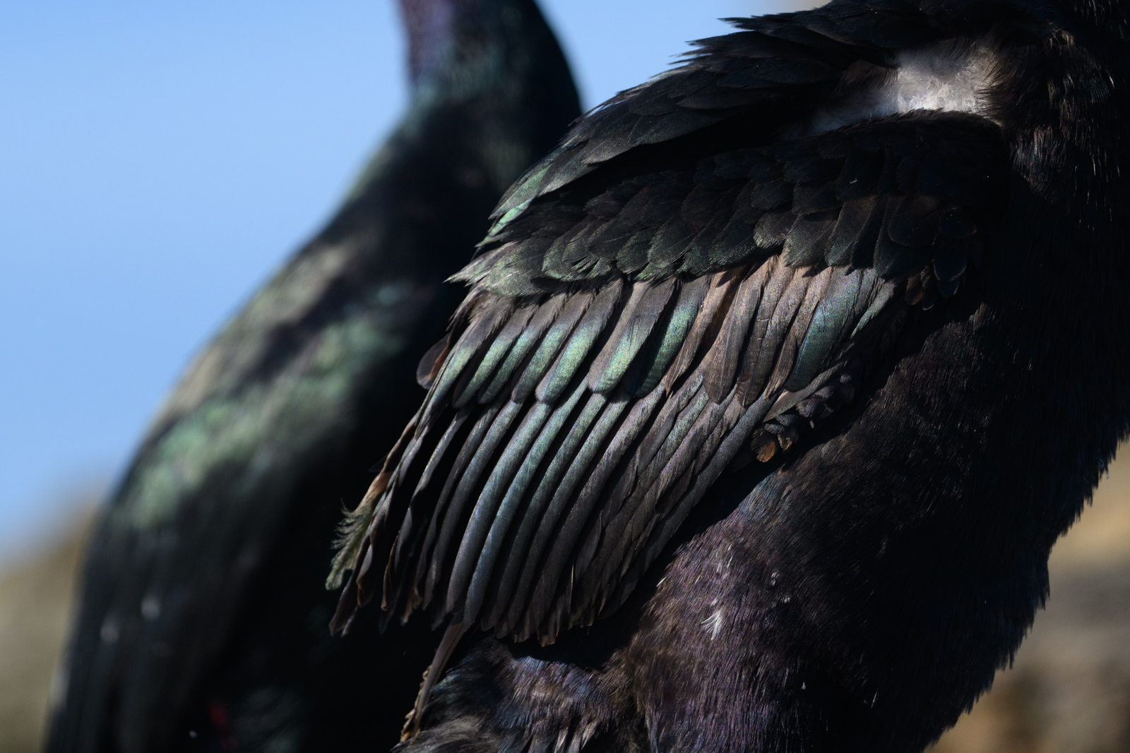 Close-up of Pelagic Cormorant feathers, winter, Elkhorn Slough