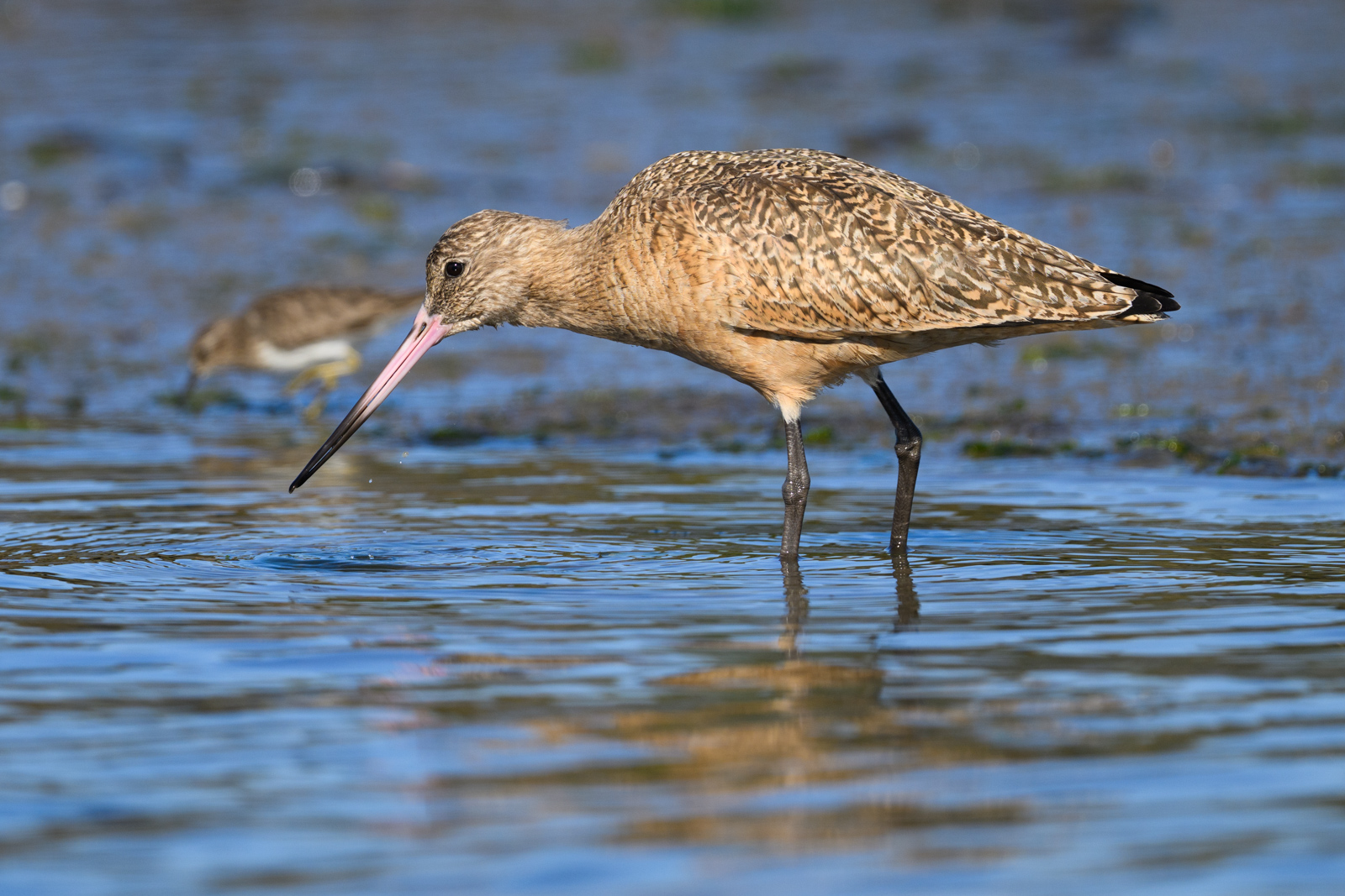 Marbled Godwit foraging along the shore, winter, Elkhorn Slough