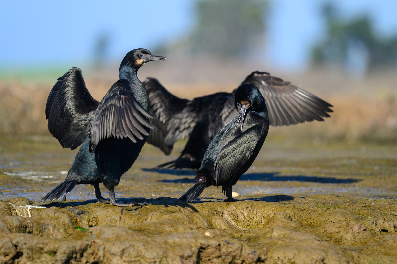 Two Brandt’s Cormorants sunbathing, winter, Elkhorn Slough