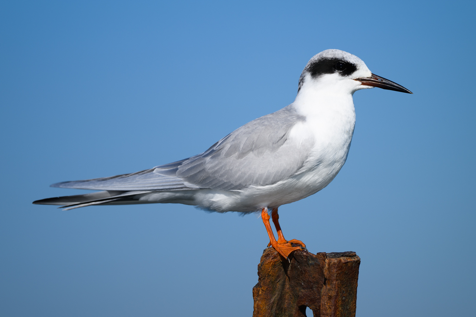 Forster’s Tern perched on a post, winter, Elkhorn Slough