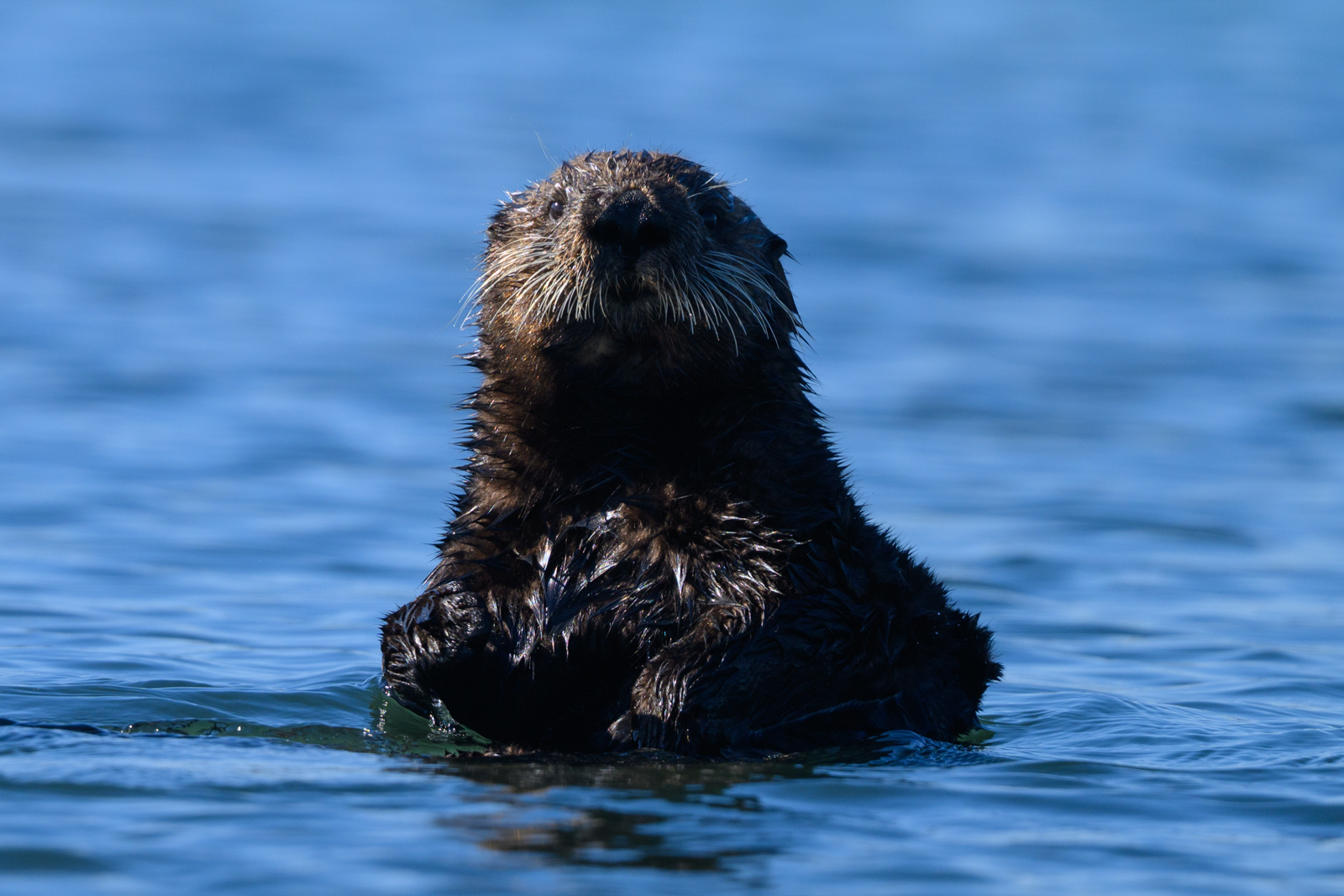 Sea otter rising upright from the water, winter, Elkhorn Slough