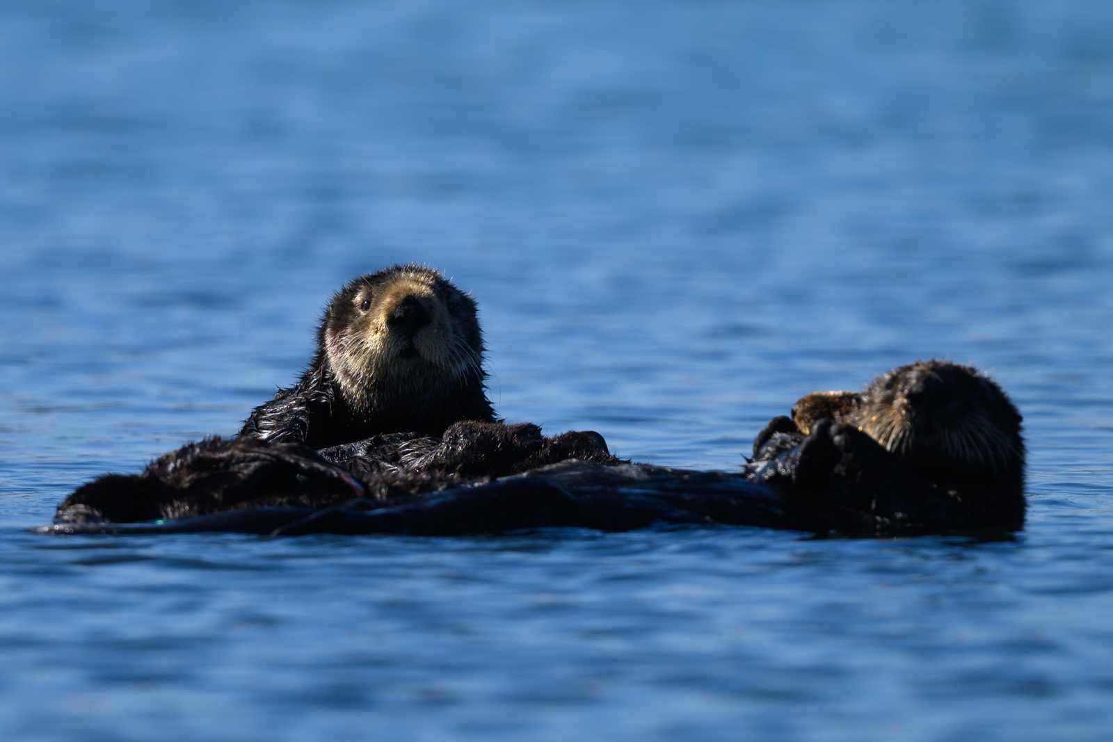 Two sea otters relaxing, winter, Elkhorn Slough