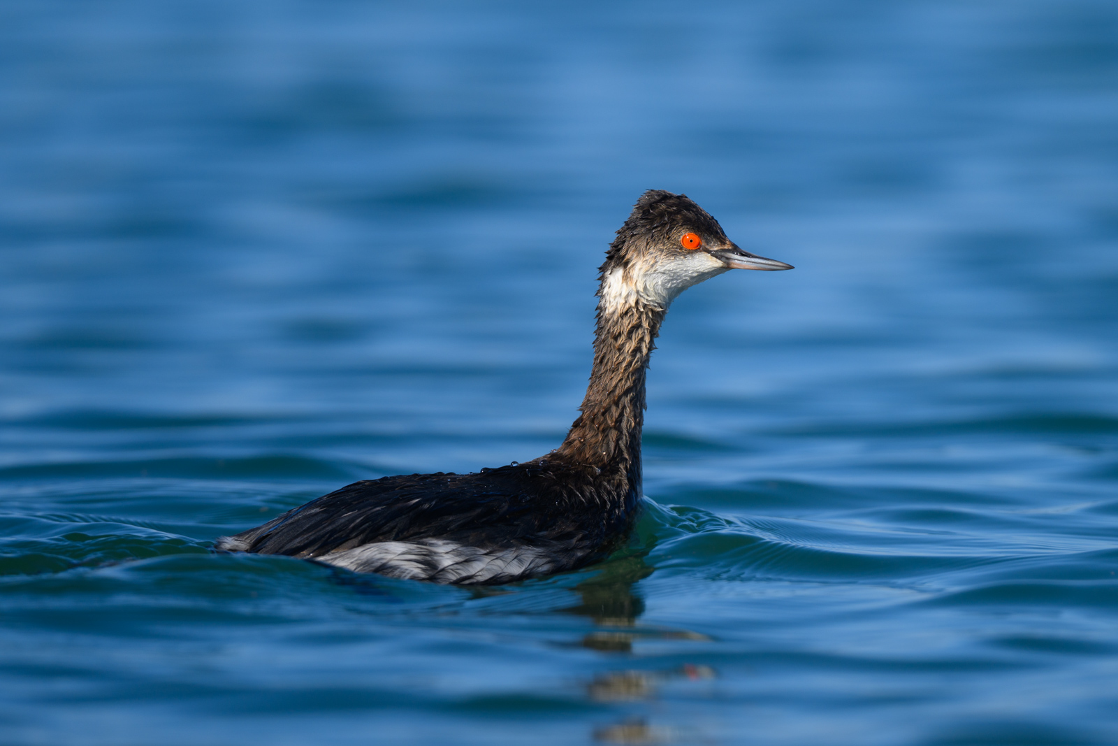 Close-up of an Eared Grebe, winter, Elkhorn Slough