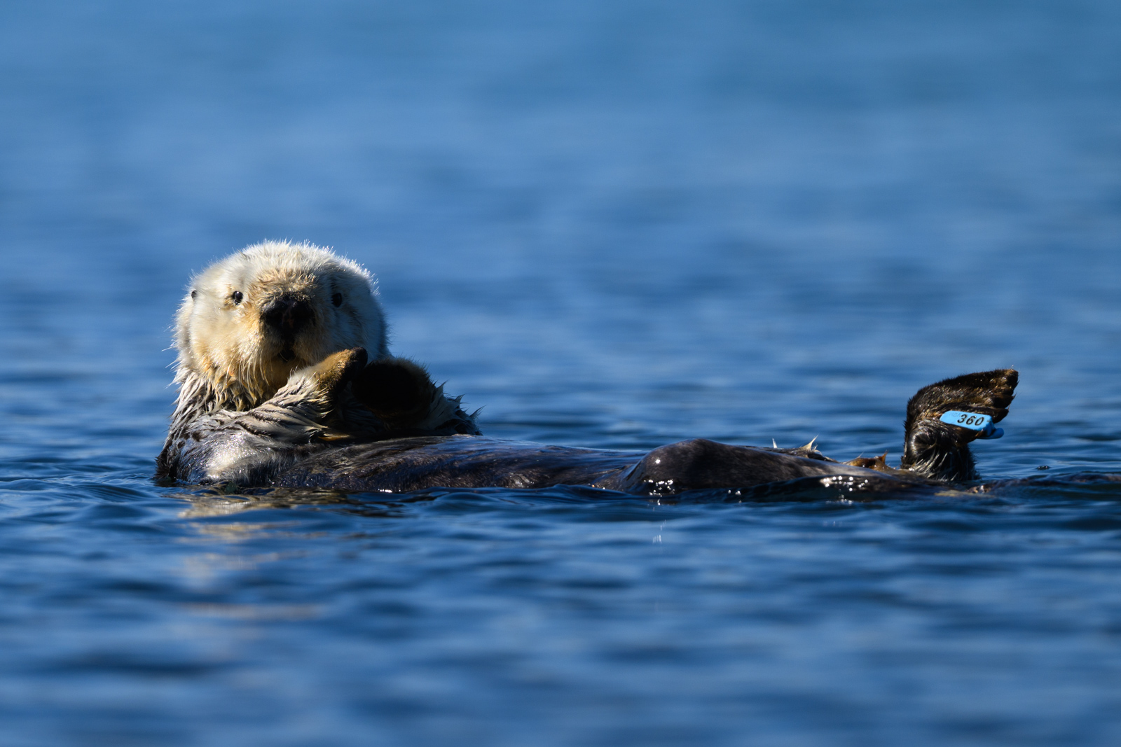 Sea otter relaxing, winter, Elkhorn Slough