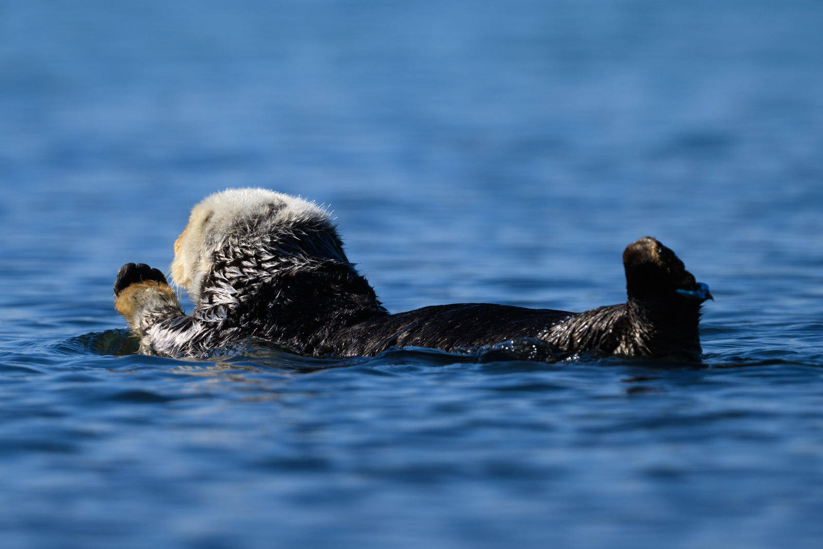 Sea otter relaxing, winter, Elkhorn Slough