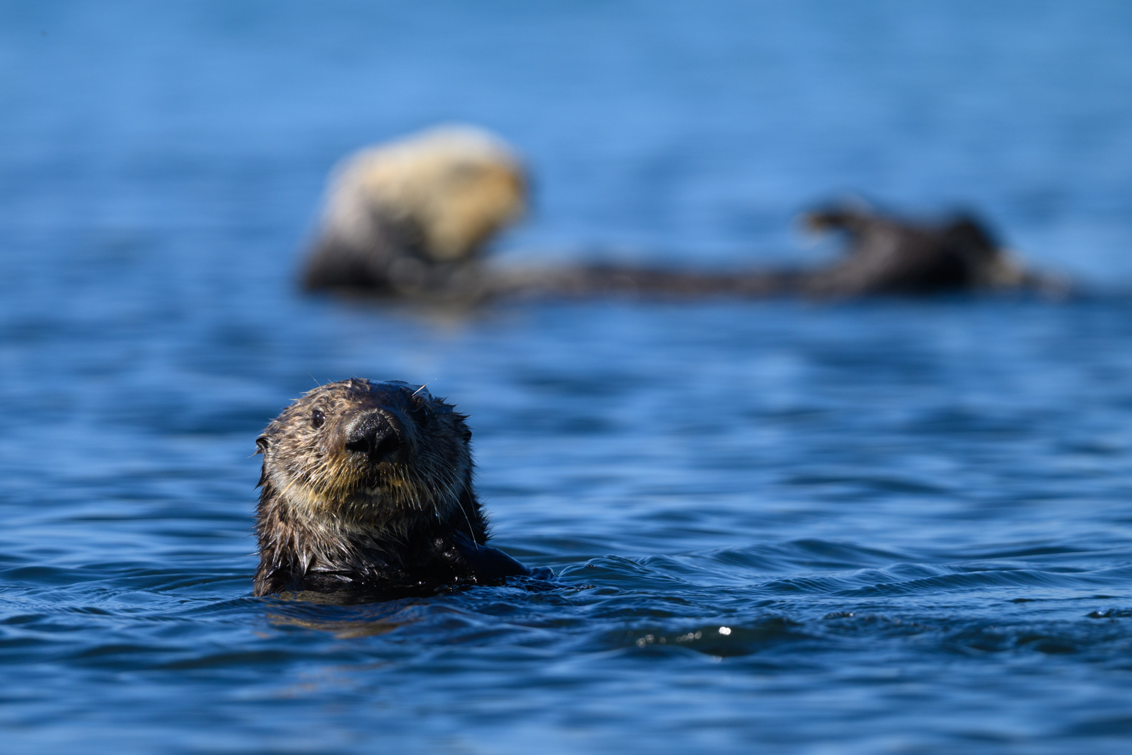 Sea otter looking toward the camera, winter, Elkhorn Slough