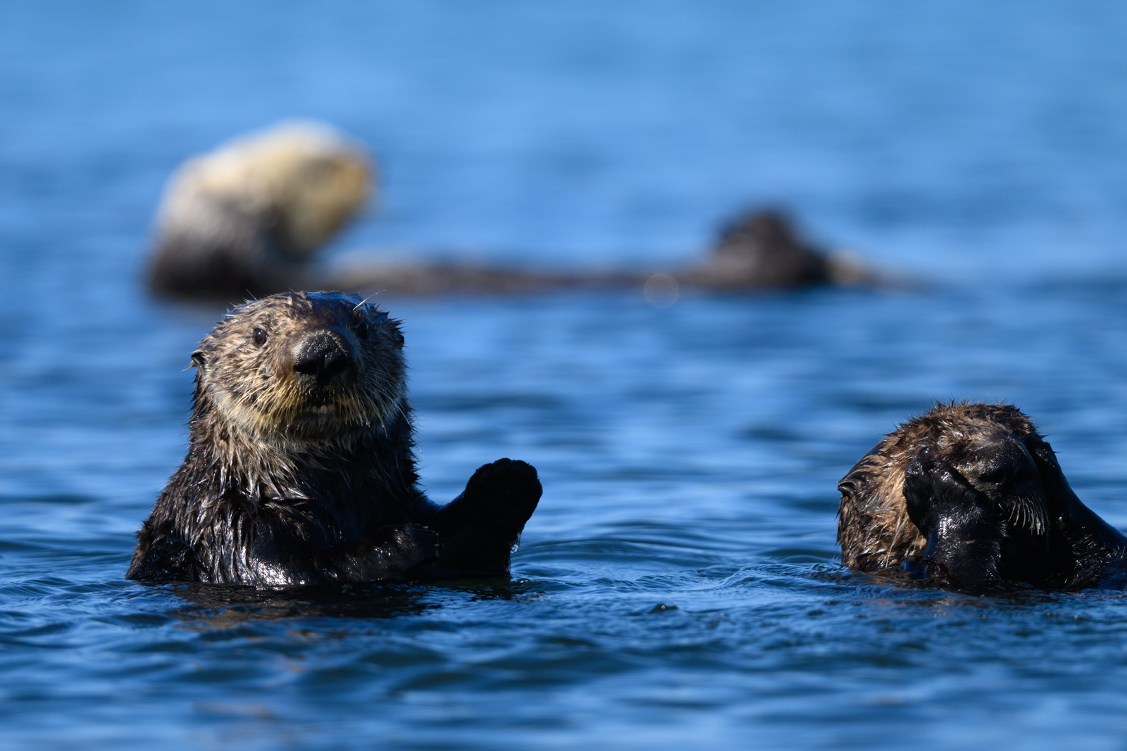 Sea otter trying to lean on a neighboring sea otter, winter, Elkhorn Slough